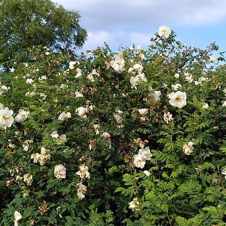 Lilla Mysstuga I Havsnaera Varberg Ngoại thất bức ảnh