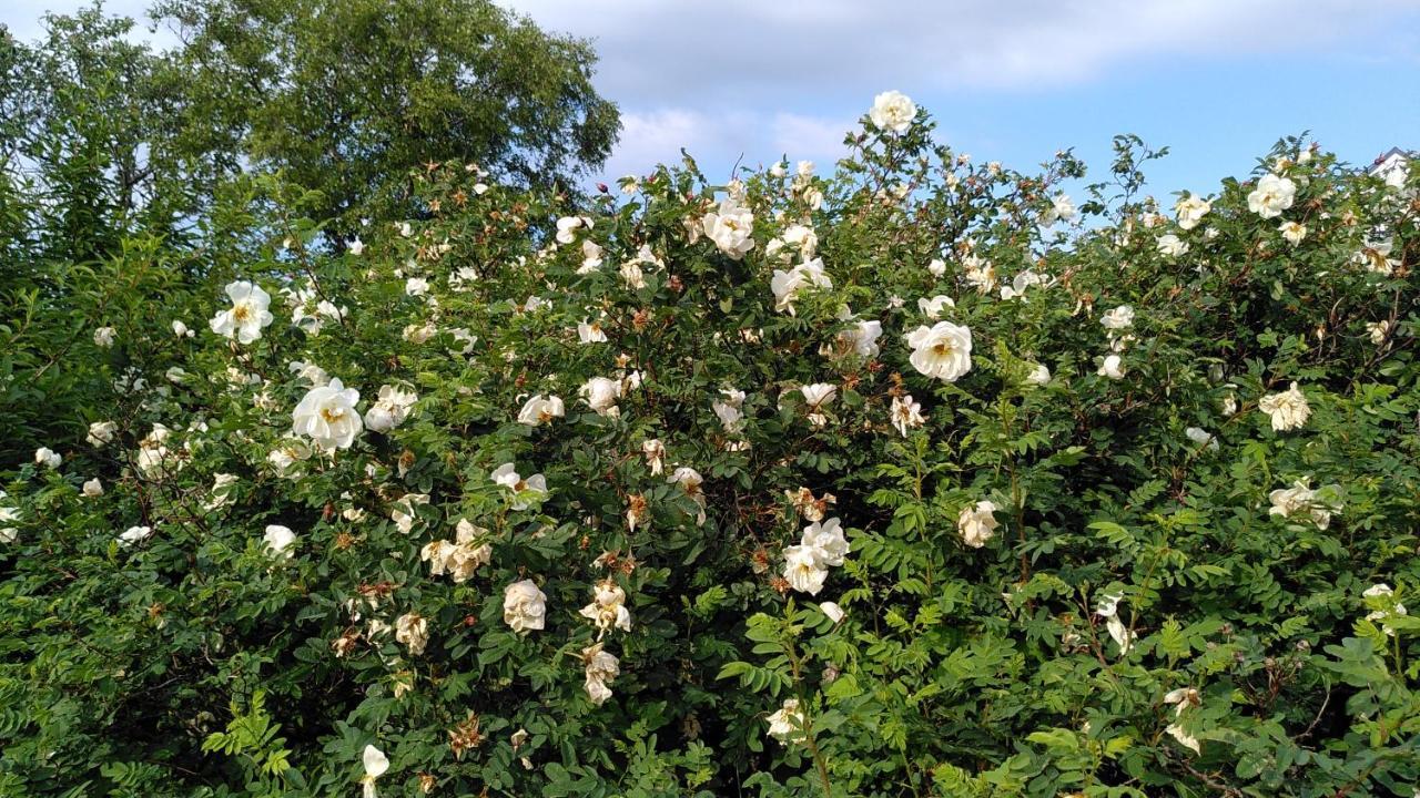 Lilla Mysstuga I Havsnaera Varberg Ngoại thất bức ảnh